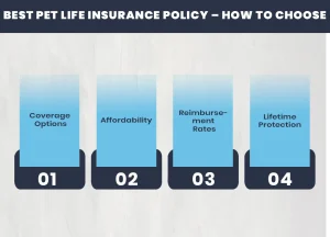 Best Pet Life Insurance Policy – How to Choose